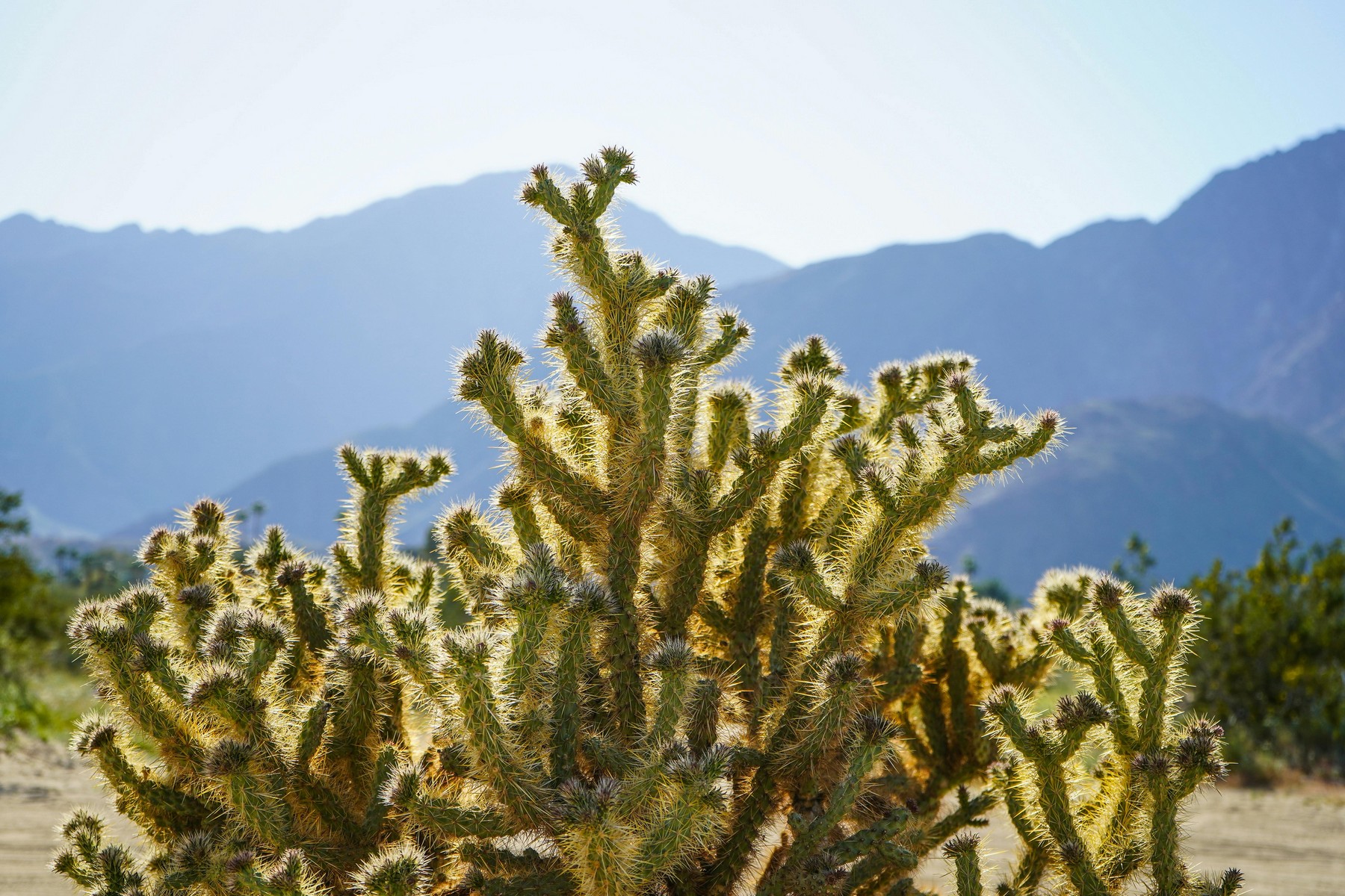 Jamul