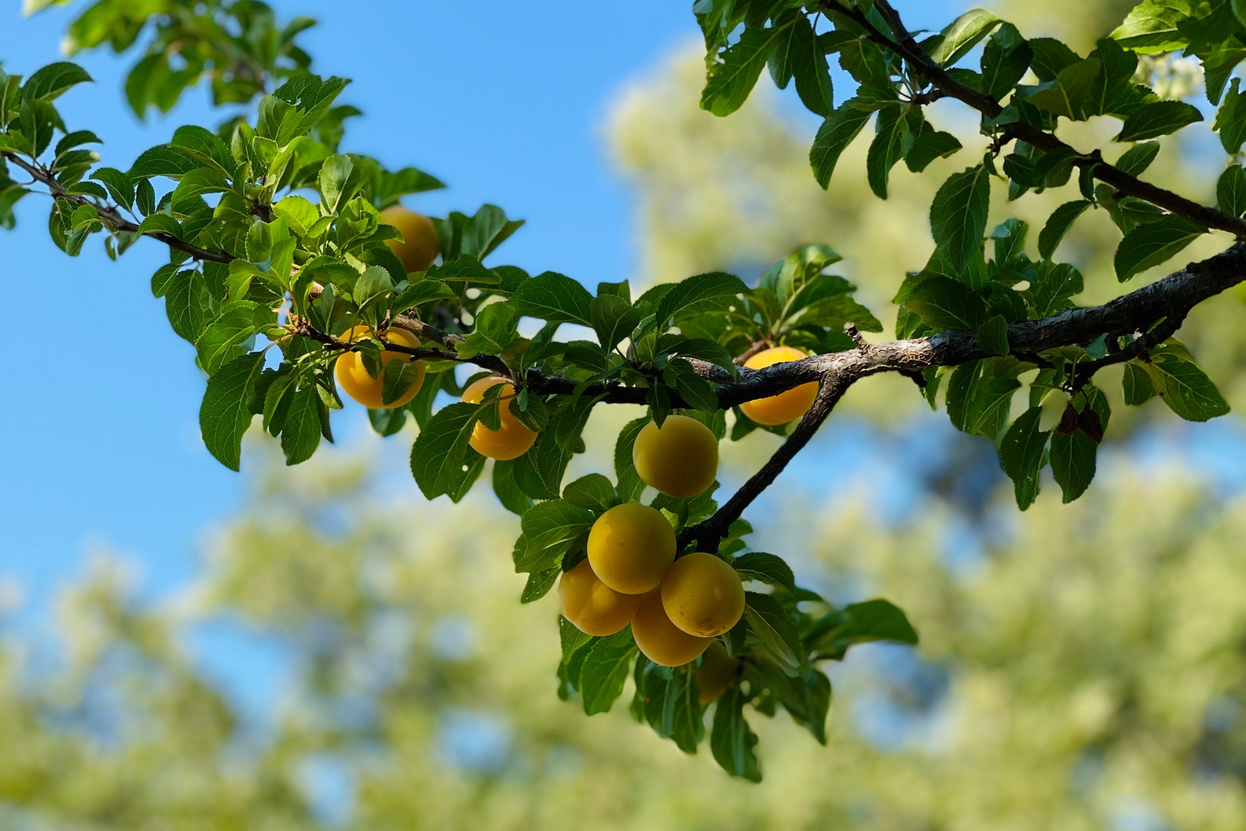 Lemon Grove