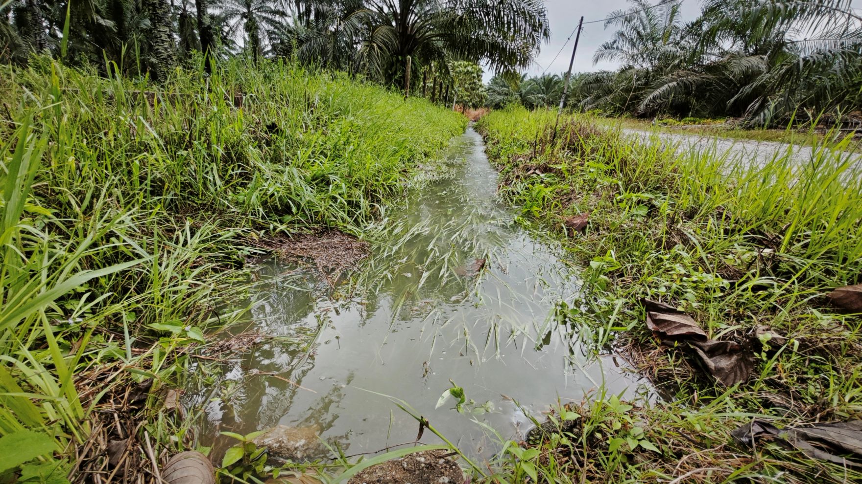 wet grass from old leach field that needs replacement